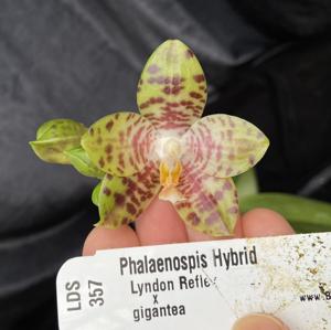 Phalaenopsis Jumbo Reflex