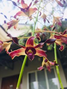 Dendrobium Eko Wulan