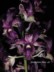 Dendrobium Bumi Aji