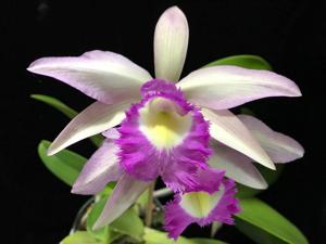 Rhyncholaeliocattleya Memoria Nancy Ginocchio