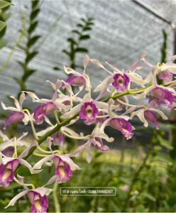 Dendrobium Nicha Orchid Mantis