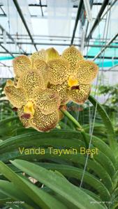 Vanda Taywin Best