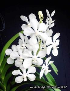 Vandachostylis White Rose