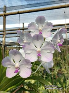 Vandachostylis White Rose