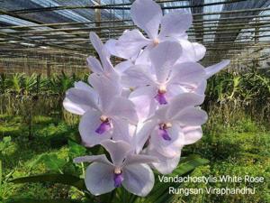 Vandachostylis White Rose