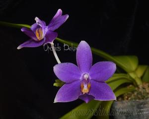 Phalaenopsis Lioulin Blue Kitty