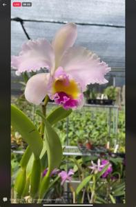 Cattleya Tambellini