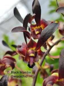 Dendrobium Black Mamba