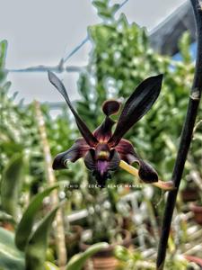 Dendrobium Black Mamba