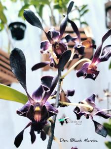 Dendrobium Black Mamba