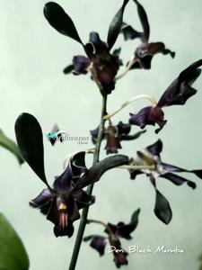 Dendrobium Black Mamba