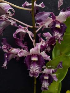 Dendrobium Mutiara