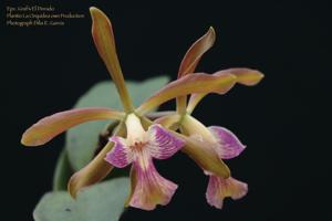Epicattleya Graf's El Dorado