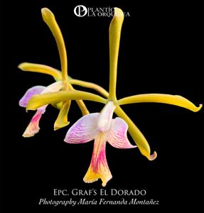 Epicattleya Graf's El Dorado