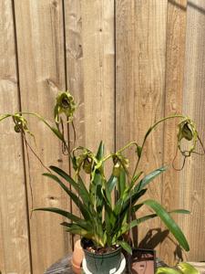 Phragmipedium Zapatilla de la Virgen