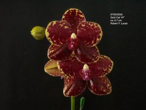 Phalaenopsis Gold Cat