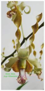 Dendrobium Memoria Arya Wisnutama