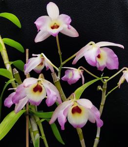 Dendrobium Lemon Blush