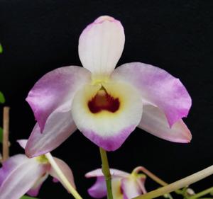 Dendrobium Lemon Blush