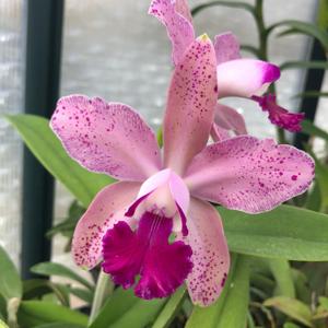 Rhyncholaeliocattleya Happy Freckles