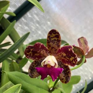 Rhyncholaeliocattleya Happy Freckles