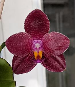 Phalaenopsis Zheng Min Voldemort