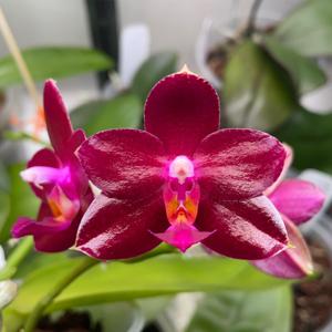 Phalaenopsis Zheng Min Pegasus