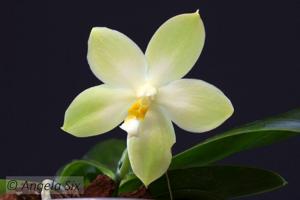 Phalaenopsis Zheng Min Carp