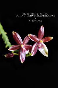 Phalaenopsis Pingtung Special Ruby