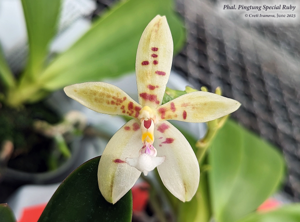 Phalaenopsis Pingtung Special Ruby