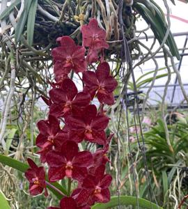 Vanda Motes Blue Yonder