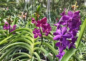 Vanda Motes Blue Yonder