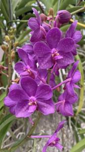 Vanda Motes Blue Yonder