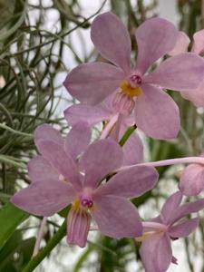 Vanda Motes Blue Yonder