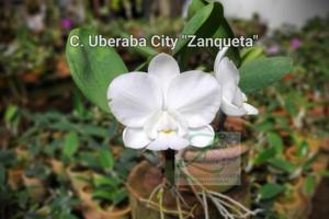 Cattleya Uberaba City