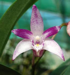 <i>Dendrobium</i> Kingfisher Blush