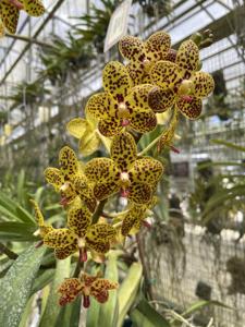 Vandaenopsis Captain George Loutraris