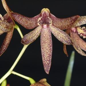 Dendrobium Kingfisher Ginger