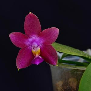 Phalaenopsis OS Penang Queen