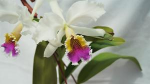 Cattleya Eva's Fábula Contigo
