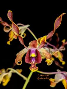 Dendrobium Harmoni