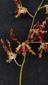 Dendrobium Harmoni