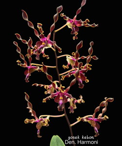 Dendrobium Harmoni