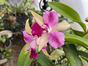 Cattleya Pennavia