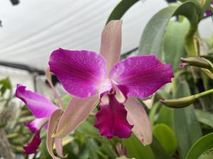 Cattleya Pennavia