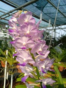 Vandachostylis Mae Klong Beauty