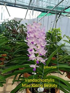 Vandachostylis Mae Klong Beauty