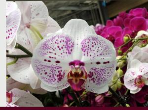 Phalaenopsis Clone Stardust