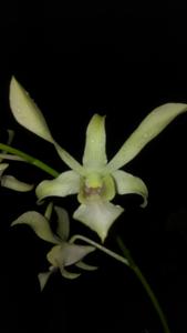 Dendrobium Yanuar Mahir Hermawan