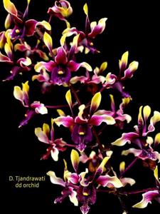 Dendrobium Tjandrawati